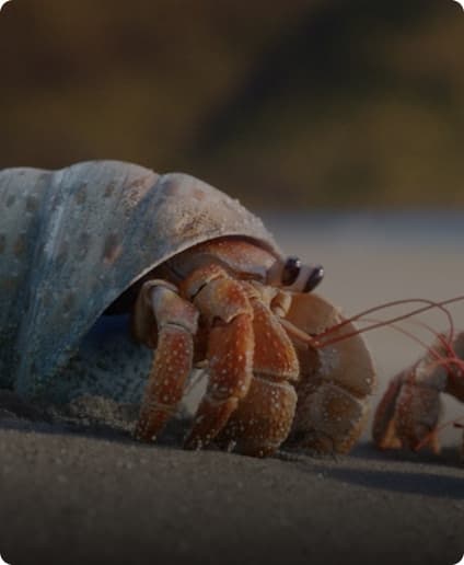 Zuzu the hermit crab with shell on sandy beach, leading fight against ocean plastic waste.