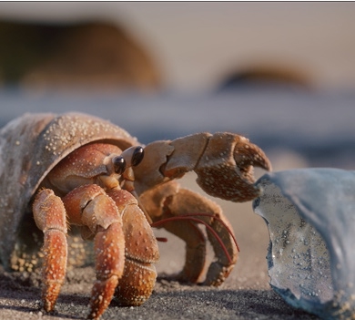 Zuzu the crab at the beach with plastic bottle litter, highlighting the plastic pollution crisis.
