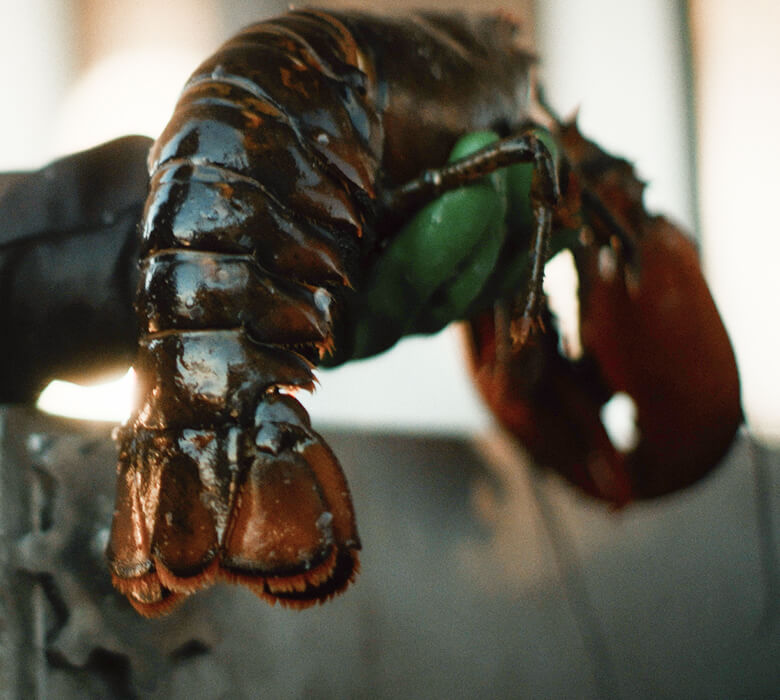 A Maine lobster, showing how plastic pollution in the Gulf of Maine can interfere with molting.