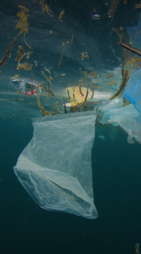 Vibrant clownfish swimming through clean ocean waters